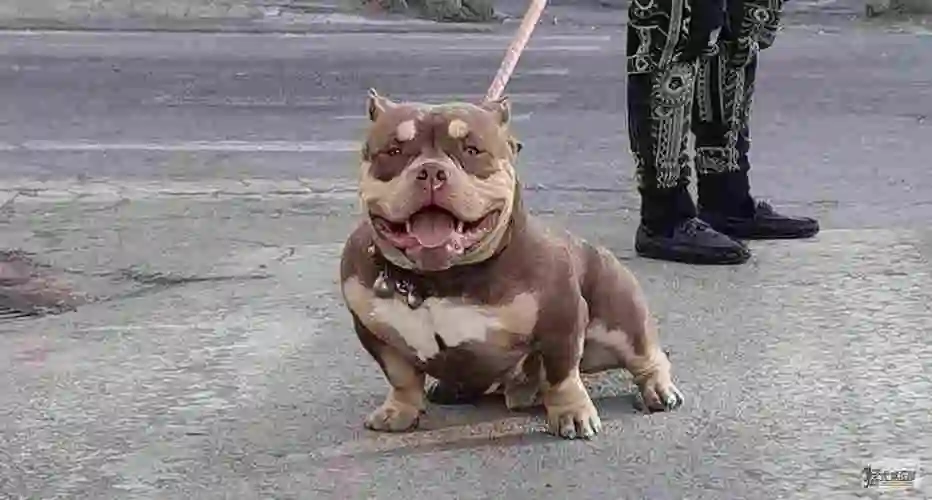 大魔血孙系红三色"金刚"