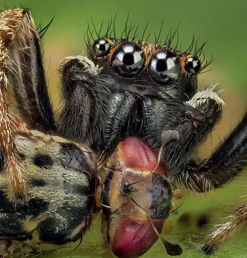 西班牙摄影师微距拍跳蛛 四只眼睛似外星生物