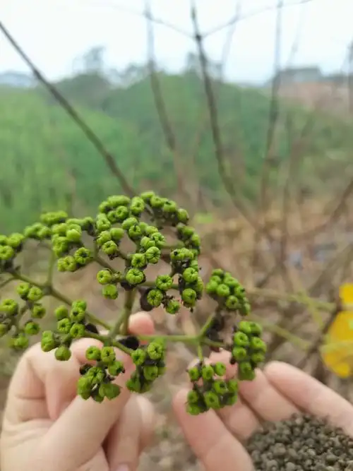 见到真正的吴茱萸果实