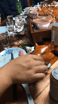 11.这都是王多鱼的朋友吧,三口一头猪10.