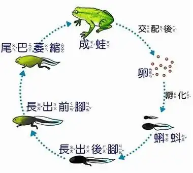 小蝌蚪长后退的简笔画青蛙与小蝌蚪简笔画画法蝌蚪变化简笔画内容图片
