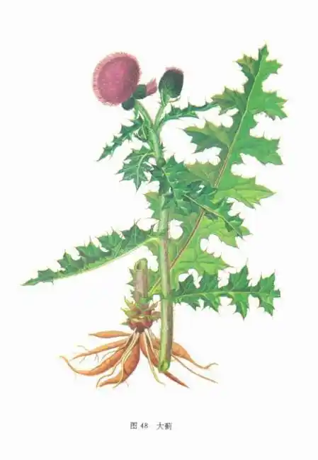 大蓟和小蓟的区别(附图)