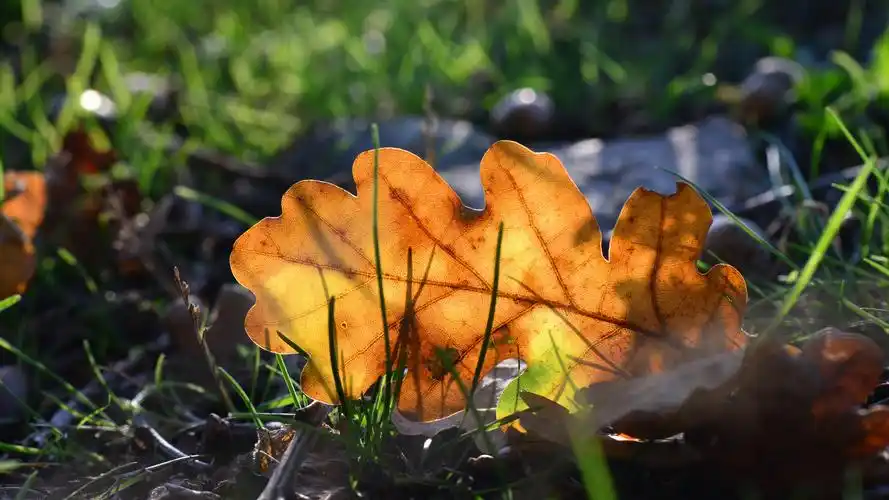 一片伤心的枯叶,高清图片,电脑桌面-壁纸族