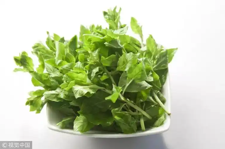 地仙苗(《日华子本草》),甜菜(《本草图经》),枸杞尖(《滇南本草》)等