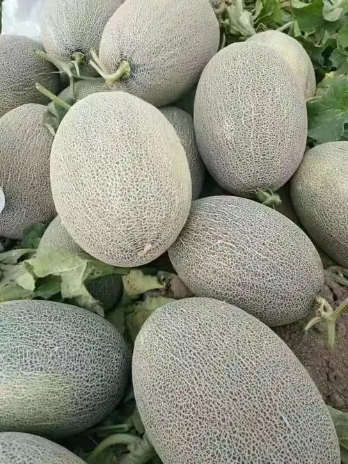 海沙蜜瓜 甜美多汁