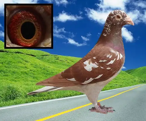 火凤凰雄201_战腾雷鸽业_ ag188.com爱鸽商城_中国信鸽信息网