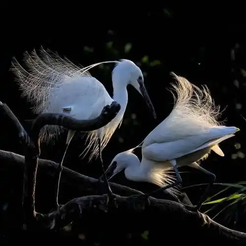 绿色越秀丨三月的浪漫,是月季给的!这里的白鹭也在"扮靓"→_流花湖公