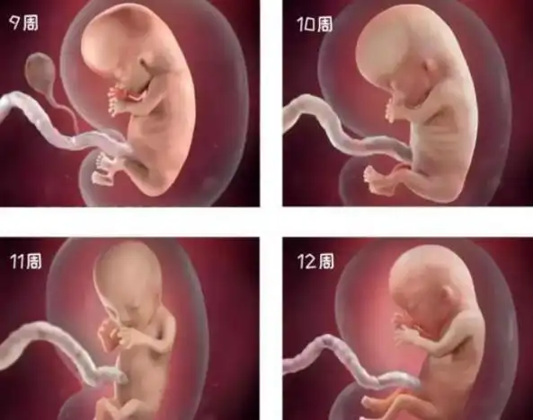 先兆流产用黄体酮,也有用地屈孕酮,它们的区别是什么?