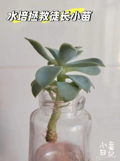 水培拯救三色堇徒长小苗发根