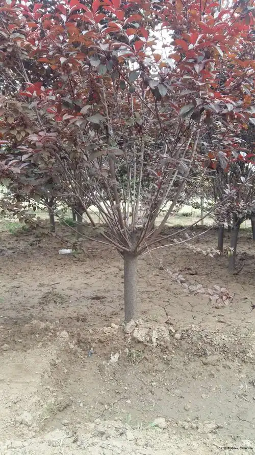 太阳李又名中华太阳李,耐寒性强,耐修剪,适应性广,生长速度快,树