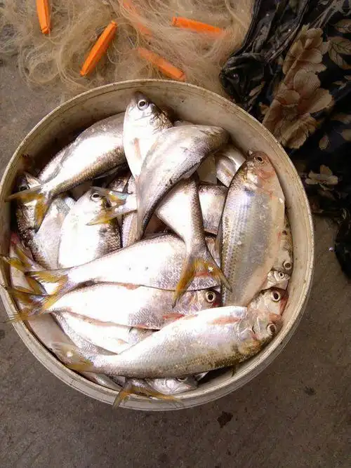 对了,这就是西江黄鱼.