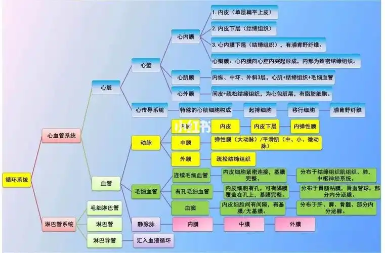 循环系统思维导图
