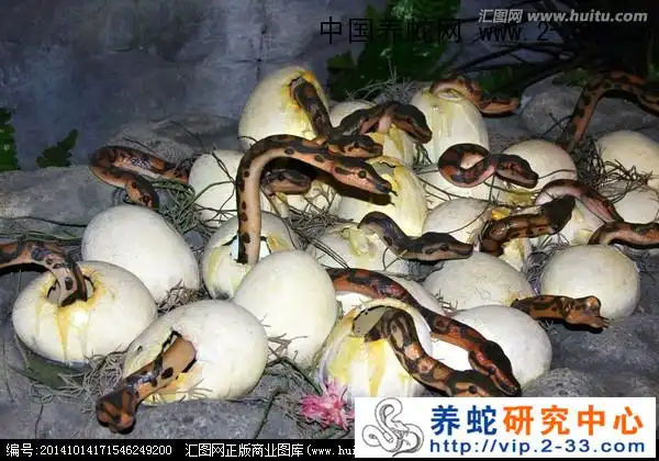 蛇蛋的孵化及方法