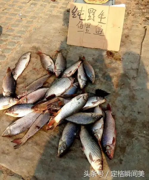 大叔农村大集市上卖鱼 小伙高兴的买了两条 付款时才知道亏大了