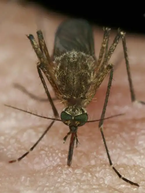 无人,竖图,俯视,室内,特写,白天,蚊子,朦胧,模糊,细菌,昆虫,一只,动物