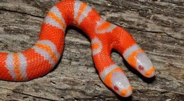 变异的双头蛇,吃食物时候要分开,不然一个头会吃下另一个头!