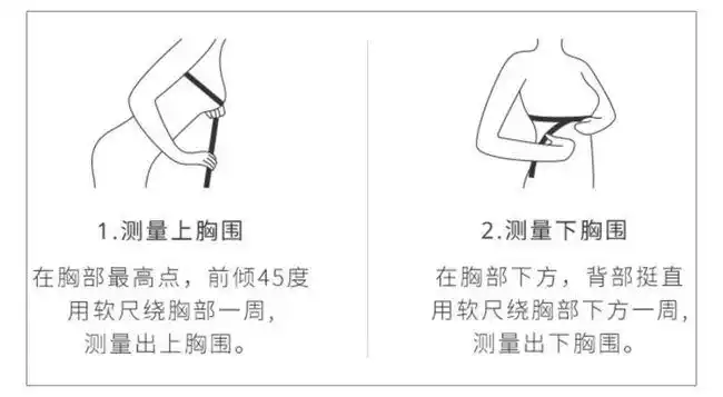 1测量自己的上下胸围