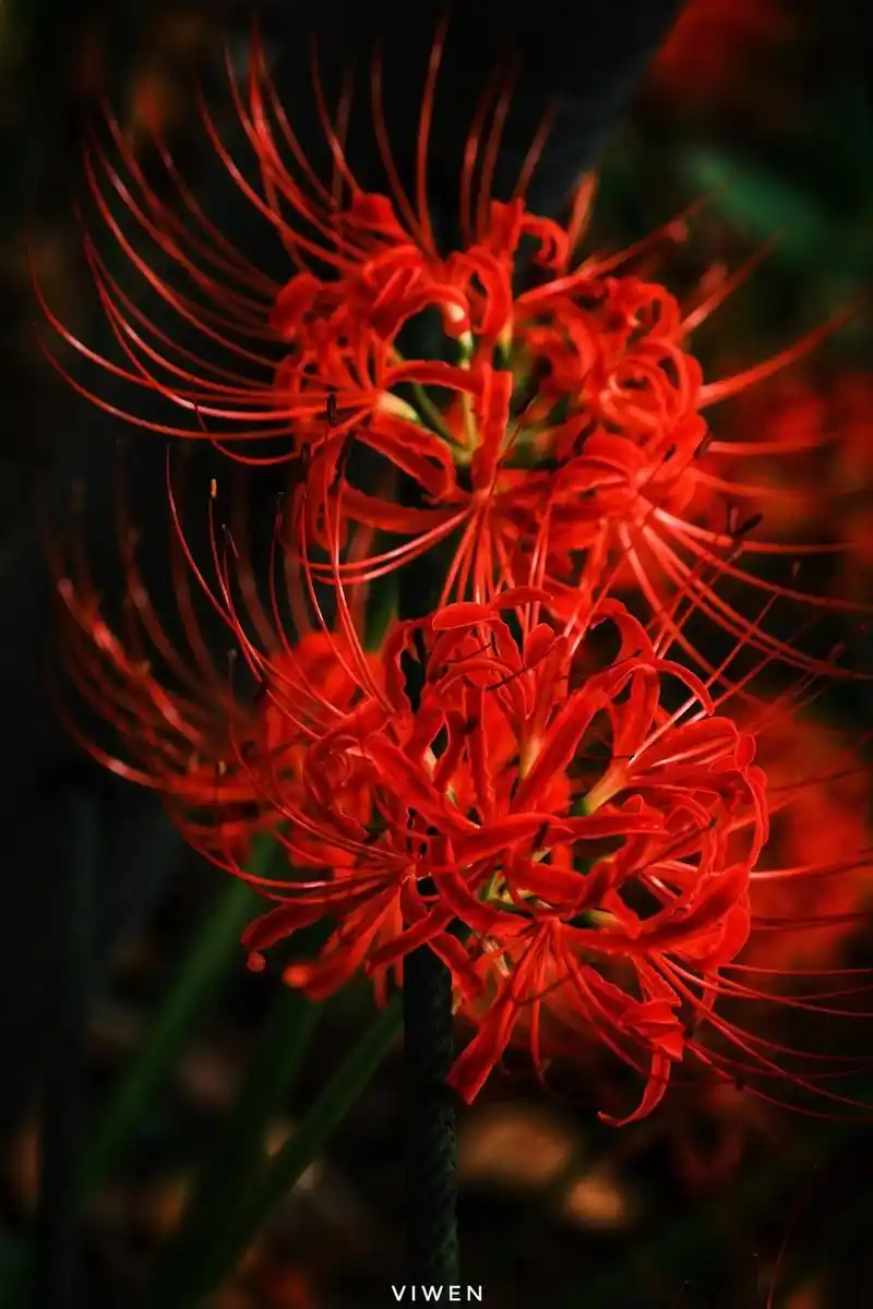 阳光下的曼珠沙华.#曼珠沙华彼岸花 #摄影 #东京 #日本旅 - 抖音