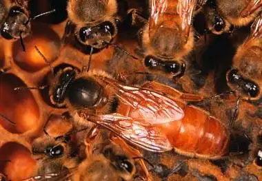 蜂后的栖息环境