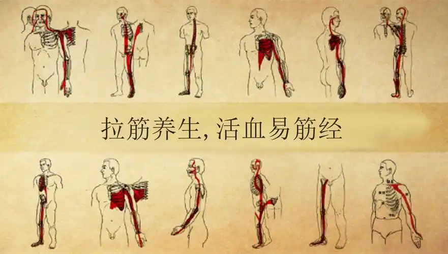 拉筋养生,活血易筋经