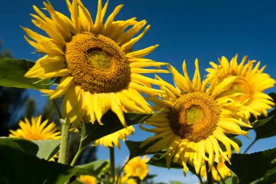 1,财源广进向日葵在阳光下会散发金色的光芒,从风水的角度来说,有招财