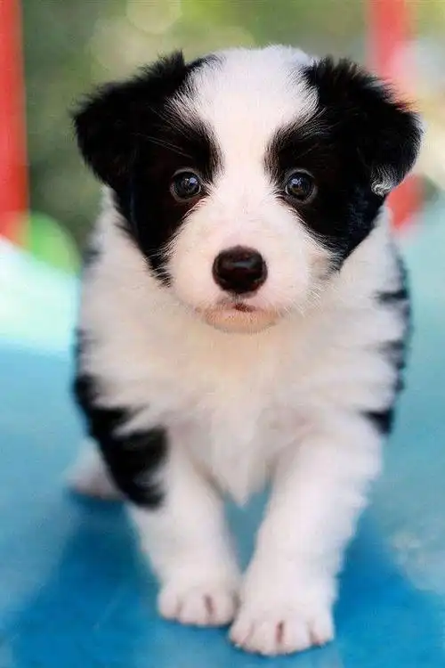 盘点10大最温柔的狗狗你家狗狗上榜没