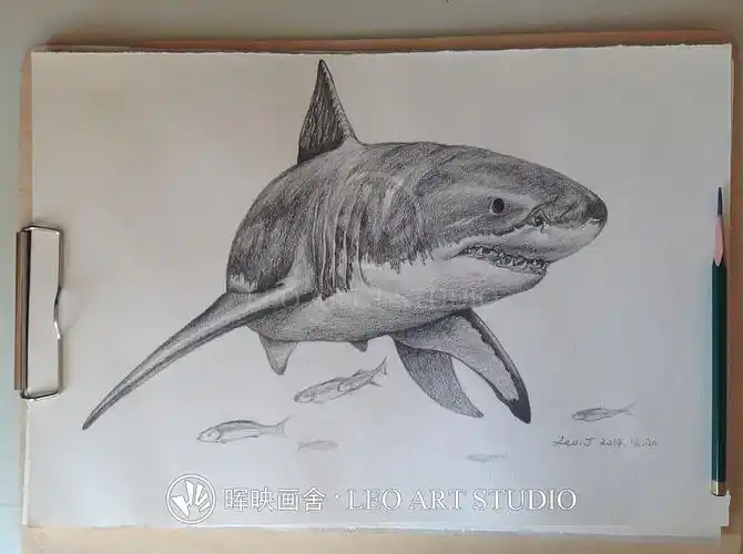 《大白鲨》|素描|纯艺术|纪晖leo - 原创设计作品 - 站酷 (zcool)