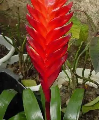 莺哥凤梨词条图册_百度百科