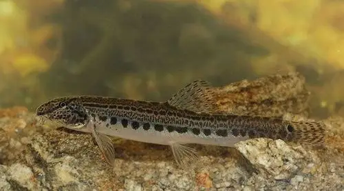 这是什么鱼?在河里捉到的.