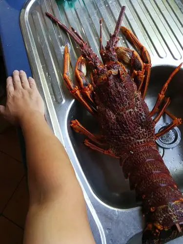 "澳洲龙虾"学名叫澳洲岩龙虾(australian spiny lobster).
