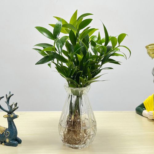 水培驱蚊竹柏水养植物室内客厅桌面绿植盆栽绿植