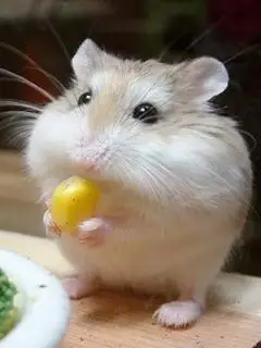 仓鼠长小斑点怎么处理