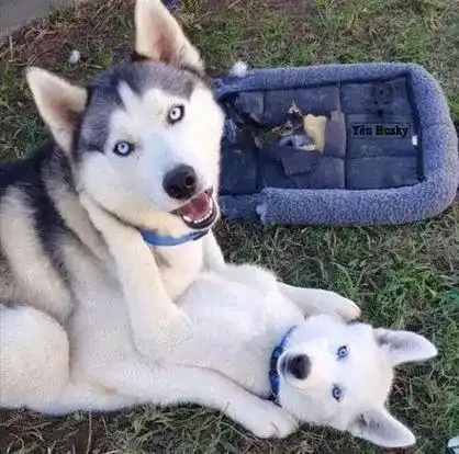 9张比偶像剧闪一百倍哈士奇把妹照眼睛瞎了一律不负责喔