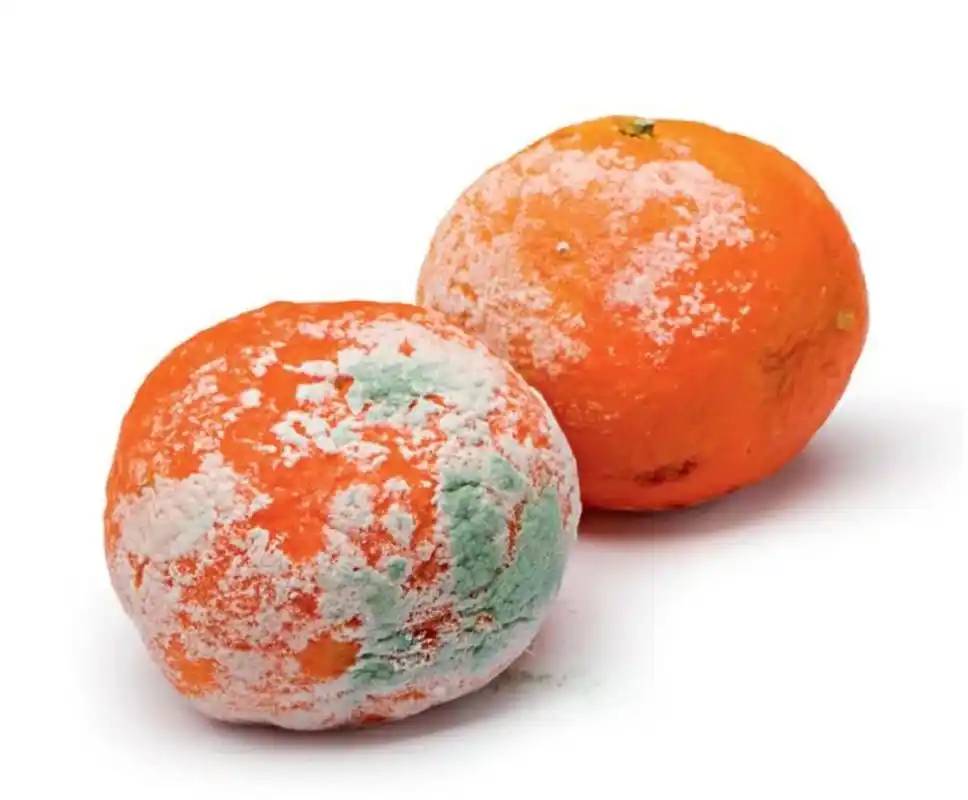 霉变的水果还能吃吗番茄储存后变形还能吃吗白菜上的黑点有问题吗食品