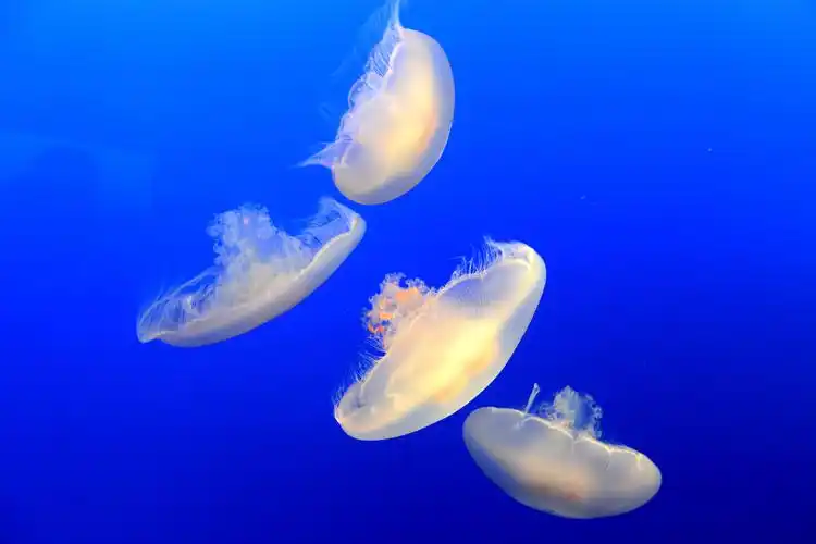 水母,海洋世界水母图片 水母