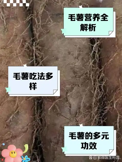 毛薯的功效和作用大全