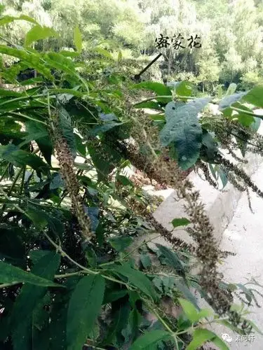 跟一个视大山与草药如生命的男人 一起上终南山采药会是怎样的体验?