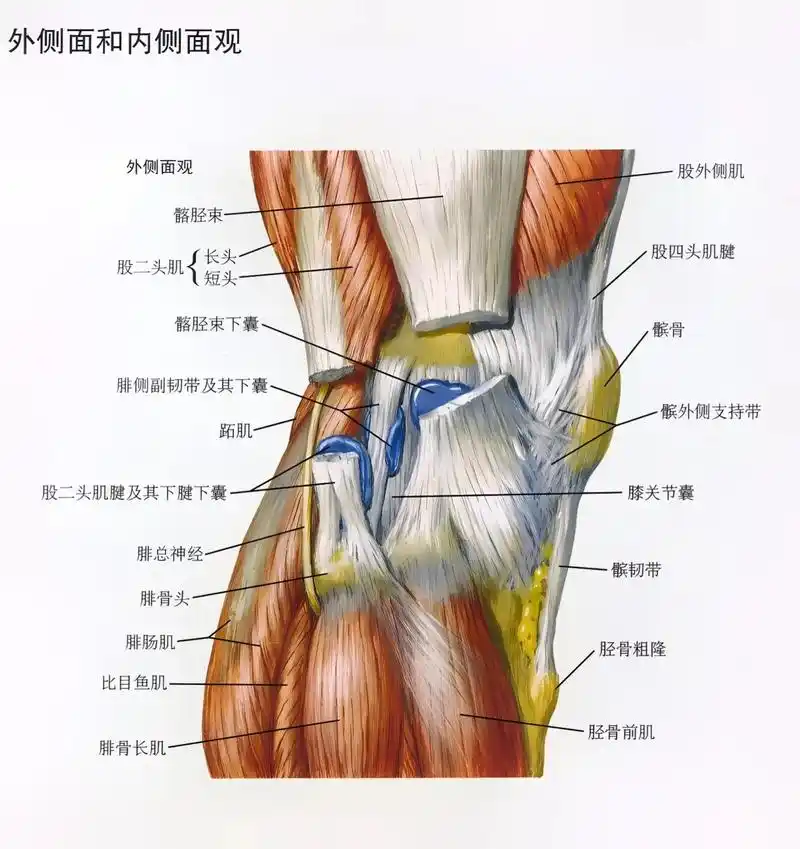 膝关节肌肉解剖 腿型的变化和哪些肌肉有关?  - 抖音