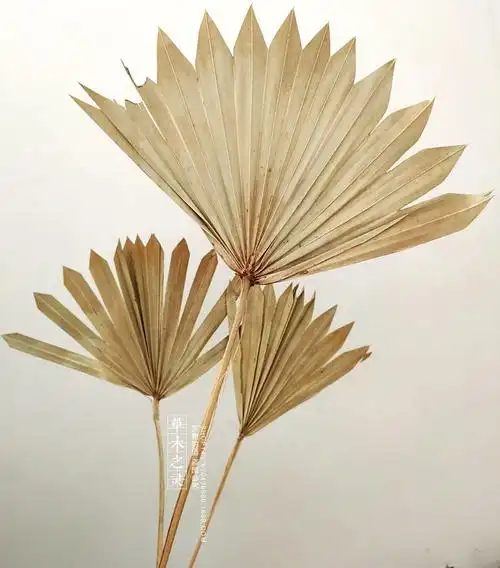 观音扇干花 叶材蒲扇叶 棕榈叶 蒲葵软装空间婚庆设计 拍照道具