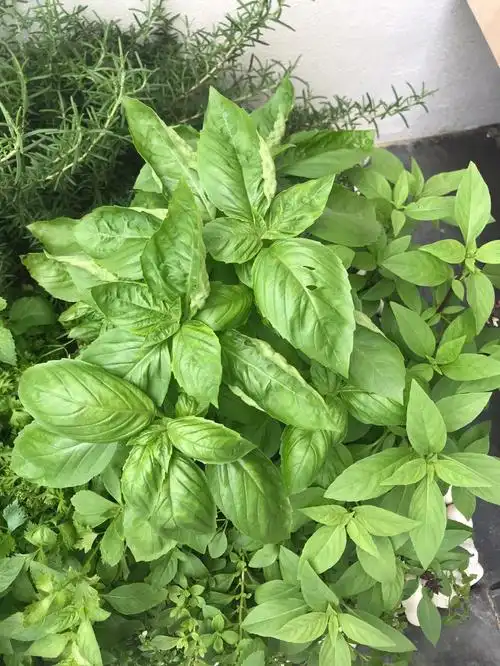 罗勒摘一点来炒肉末padkrapow好吃