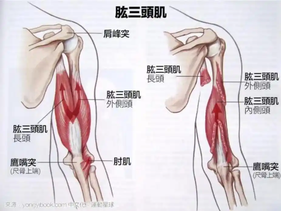 肱三头肌(必练动作)详细版
