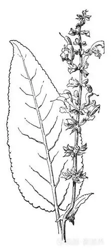 插画 丹参禾原产于欧洲, 西亚和北非, 它生长在草地, 田野, 银行和