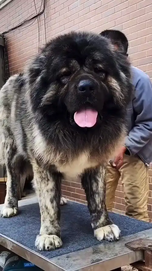 高加索#高加索犬#猛犬高加索犬