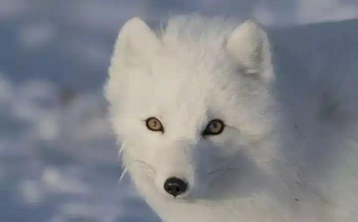 讲述千年白狐亚马尔万里邂逅北冰洋