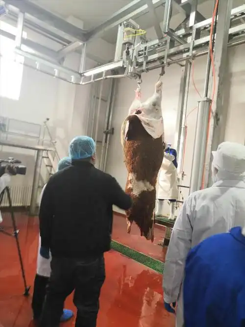 临河区首家牛定点屠宰场全面复工