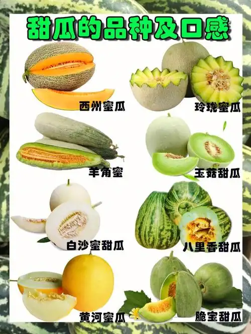 甜瓜的品种及口味