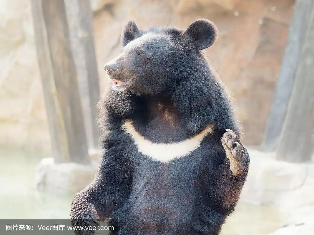 亚洲黑熊站着,挥舞着手臂要食物.