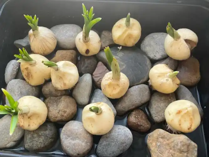 郁金香种子避雷