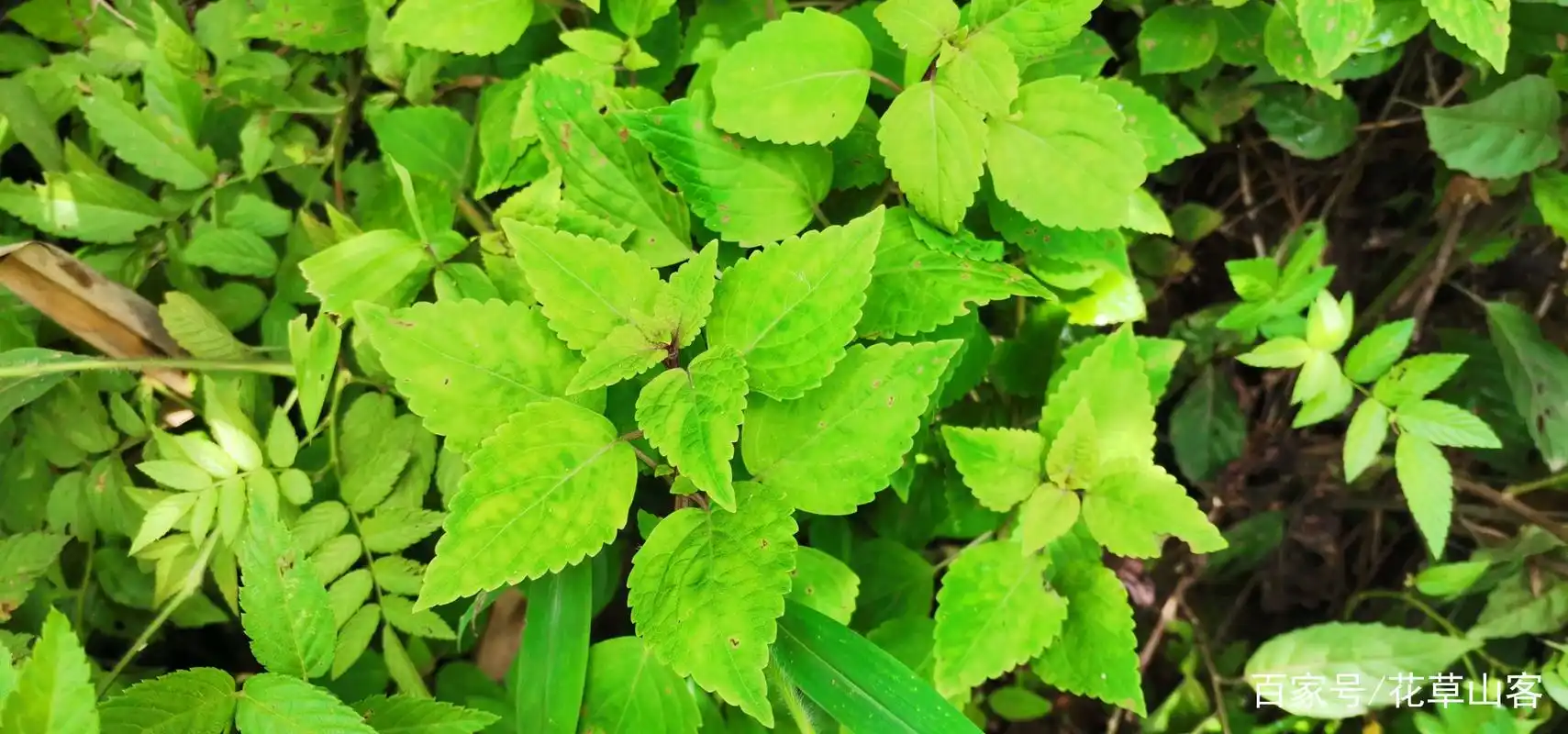 土茵陈我这一般叫它黄泥草,叶汁类似黄泥色,也有人叫它溪黄草