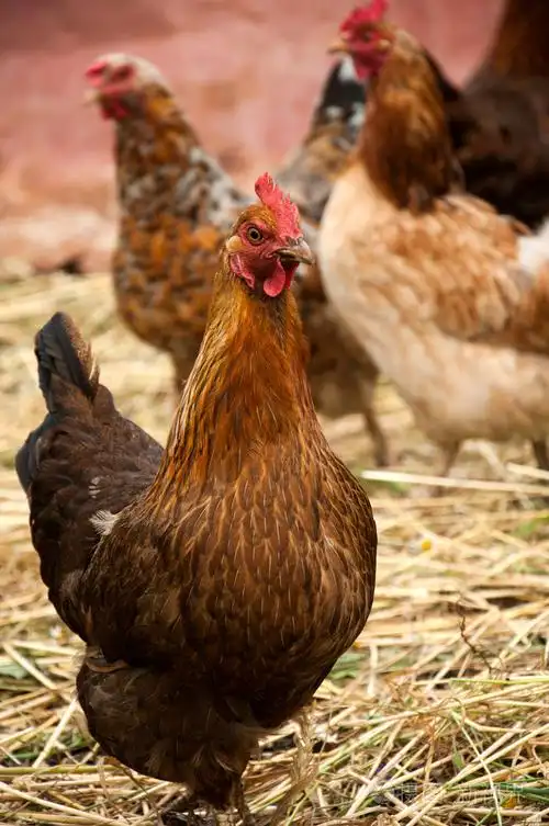 禽鸟场内的家禽